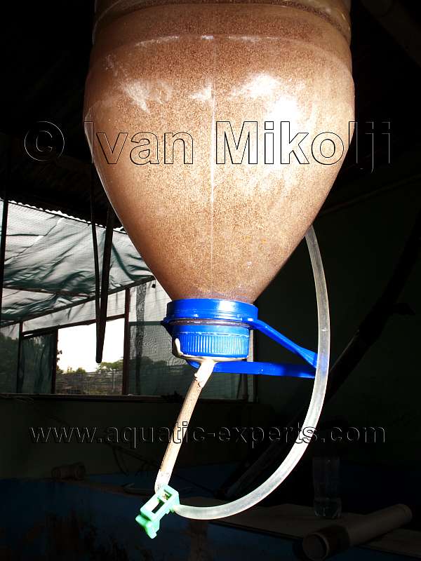 artemias marinas para alevines